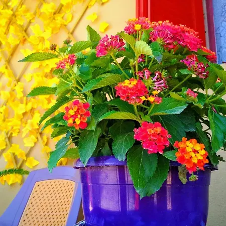 Nyaraló Maison Des Amis Vatopédhion