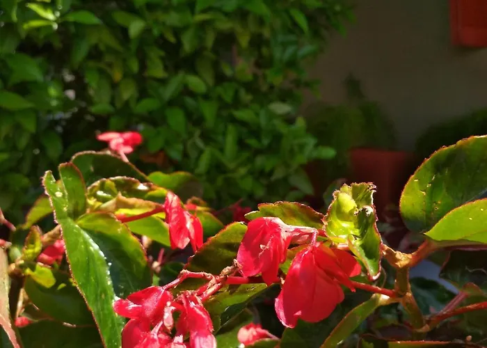 Maison Des Amis Casa vacanze *