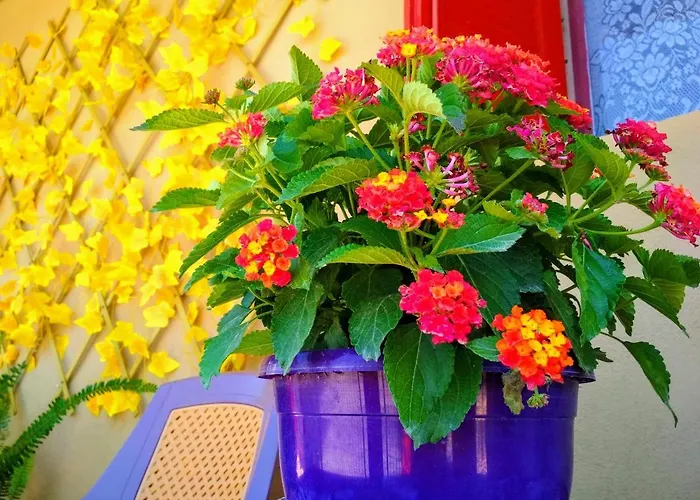 Casa vacanze Maison Des Amis Vatopédhion